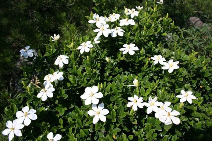 Manfaat dan Efek Samping Bunga Kacapiring (Gardenia  jasminoides J. Ellis)