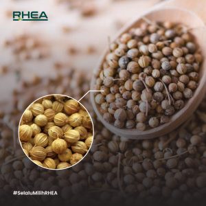 Potensi Ketumbar dalam Menangani Masalah Pencernaan, Gula Darah, dan Peradangan